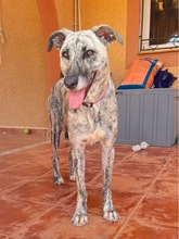 CARLY, Hund, Mischlingshund in Lohr - Bild 29