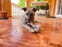 CARLY, Hund, Mischlingshund in Lohr - Bild 30