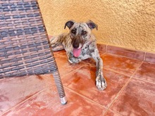CARLY, Hund, Mischlingshund in Lohr - Bild 35