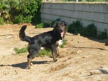 ROBERTO, Hund, Mischlingshund in Spanien - Bild 1