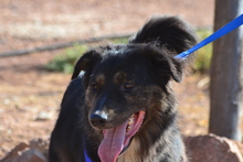 ROBERTO, Hund, Mischlingshund in Spanien - Bild 5