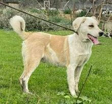 PIERO, Hund, Mischlingshund in Griechenland - Bild 1