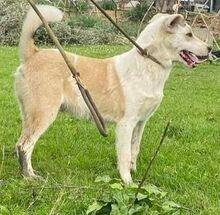 PIERO, Hund, Mischlingshund in Griechenland - Bild 2