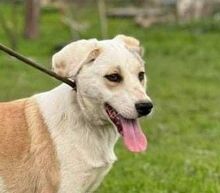 PIERO, Hund, Mischlingshund in Griechenland - Bild 4