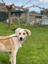 PIERO, Hund, Mischlingshund in Griechenland - Bild 5