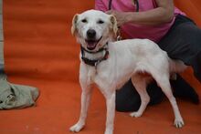 SHRIMP, Hund, Mischlingshund in Griechenland - Bild 2
