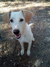 SHRIMP, Hund, Mischlingshund in Griechenland - Bild 7