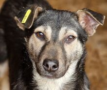 LENNY, Hund, Mischlingshund in Rumänien - Bild 1