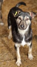 LENNY, Hund, Mischlingshund in Rumänien - Bild 2