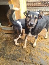 LENNY, Hund, Mischlingshund in Rumänien - Bild 3