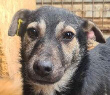 LENNY, Hund, Mischlingshund in Rumänien - Bild 4