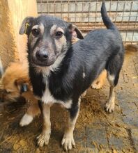 LENNY, Hund, Mischlingshund in Rumänien - Bild 5