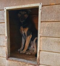 LENNY, Hund, Mischlingshund in Rumänien - Bild 6