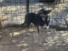 LENNY, Hund, Mischlingshund in Rumänien - Bild 8