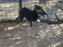 LENNY, Hund, Mischlingshund in Rumänien - Bild 9