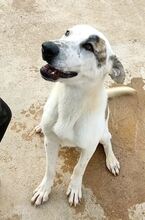 LENNOX, Hund, Deutscher Schäferhund-Mix in Spanien - Bild 11
