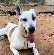 LENNOX, Hund, Deutscher Schäferhund-Mix in Spanien - Bild 4