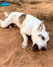 LENNOX, Hund, Deutscher Schäferhund-Mix in Spanien - Bild 5