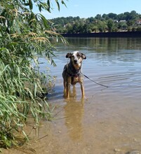 YUKI, Hund, Mischlingshund in Bamberg - Bild 4