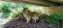 ANNA, Hund, Mischlingshund in Rotenburg - Bild 4