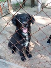 GEORGY, Hund, Mischlingshund in Bulgarien - Bild 1