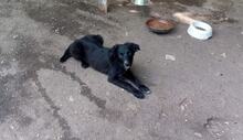 GEORGY, Hund, Mischlingshund in Bulgarien - Bild 2