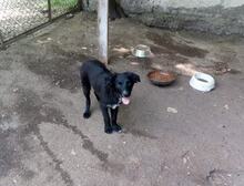 GEORGY, Hund, Mischlingshund in Bulgarien - Bild 3
