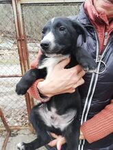 FRANKO, Hund, Mischlingshund in Bulgarien - Bild 1
