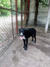 FRANKO, Hund, Mischlingshund in Bulgarien - Bild 3