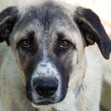 BORGO, Hund, Pyrenäenberghund in Spanien - Bild 4