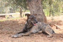 ELTON, Hund, Hütehund-Mix in Spanien - Bild 10