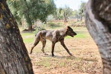 ELTON, Hund, Hütehund-Mix in Spanien - Bild 12