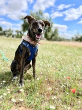 ELTON, Hund, Hütehund-Mix in Spanien - Bild 21