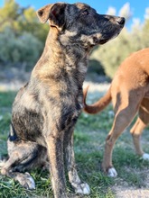 ELTON, Hund, Hütehund-Mix in Spanien - Bild 25