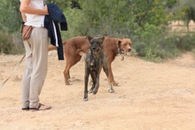 ELTON, Hund, Hütehund-Mix in Spanien - Bild 3