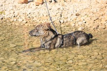ELTON, Hund, Hütehund-Mix in Spanien - Bild 39
