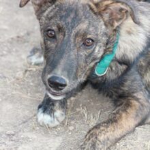 ELTON, Hund, Hütehund-Mix in Spanien - Bild 48