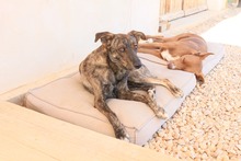 ELTON, Hund, Hütehund-Mix in Spanien - Bild 7