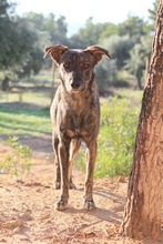 ELTON, Hund, Hütehund-Mix in Spanien - Bild 9
