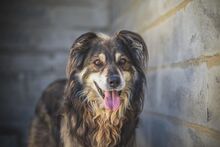 BORIS, Hund, Mischlingshund in Portugal - Bild 1