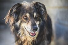 BORIS, Hund, Mischlingshund in Portugal - Bild 3
