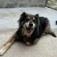 BORIS, Hund, Mischlingshund in Portugal - Bild 6