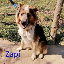 ZAPI, Hund, Mischlingshund in Bulgarien - Bild 1