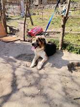 ZAPI, Hund, Mischlingshund in Bulgarien - Bild 2