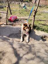ZAPI, Hund, Mischlingshund in Bulgarien - Bild 3