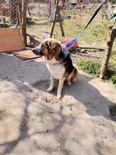 ZAPI, Hund, Mischlingshund in Bulgarien - Bild 4
