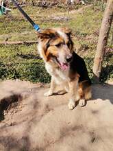 ZAPI, Hund, Mischlingshund in Bulgarien - Bild 5