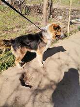 ZAPI, Hund, Mischlingshund in Bulgarien - Bild 6