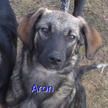 ARON, Hund, Mischlingshund in Bulgarien - Bild 1