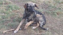 ARON, Hund, Mischlingshund in Bulgarien - Bild 2